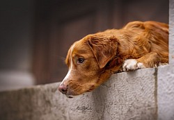 mel_meister_photography