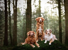 Kisha, Glenn & Roxy