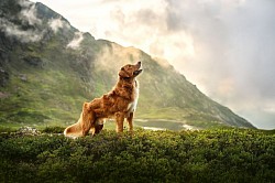 Ilona Zuest Animals
