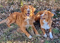 Toffee und Glenn